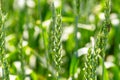 predatory fly ktyr sits on an ear of wheat