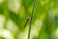 predatory fly ktyr sits on an ear of wheat
