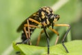 Big predatory fly sit on green leaf Royalty Free Stock Photo