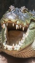 Predatory focus close up detail of a crocodiles wide open menacing mouth