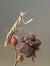 Predatory insect praying mantis on a bush branch