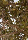 Predatory of Kingfisher. Pair of Tree Kingfisher (Halcyon smymensis