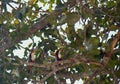 Predatory of Kingfisher. Pair of Tree Kingfisher (Halcyon smymensis