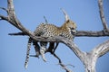 Predatory leopard on a tree