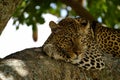 Predatory leopard on a tree