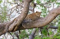 Predatory leopard on a tree