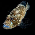 Predatory Lingcod Fish Against a Black Background Royalty Free Stock Photo