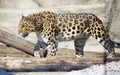 Amur leopard.