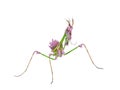 Predatory mantis insect with mimicry coloration