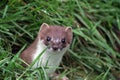 The predatory Mustela erminea, or English Stoat is a dangerous predtor