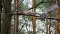 A predatory owl flew for prey. Royalty Free Stock Photo