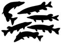 Predatory pike fish. Vector image.