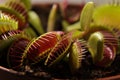 Predatory plant Dionea Venus flytrap close-up Royalty Free Stock Photo