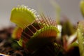 Predatory plant Dionea Venus flytrap close-up Royalty Free Stock Photo