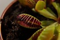 Predatory plant Dionea Venus flytrap close-up Royalty Free Stock Photo