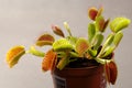 Predatory plant Dionea Venus flytrap close-up Royalty Free Stock Photo