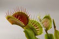 Predatory plant Dionea Venus flytrap close-up Royalty Free Stock Photo
