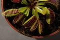 Predatory plant Dionea Venus flytrap close-up