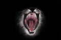 Predatory red hungry and voracious wide open cat`s mouth on a black background