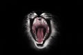 Predatory red hungry and voracious wide open cat`s mouth on a black background
