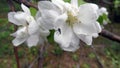Predatory robber fly asilidae, ktyr, robber fly on blossoming spring flower of Apple tree