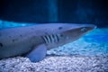 A predatory shark Selachimorpha awaits a prey at the bottom in dark water