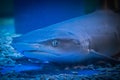 A predatory shark Selachimorpha awaits a prey at the bottom in dark water