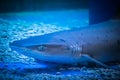 A predatory shark Selachimorpha awaits a prey at the bottom in dark water