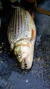 Tiger fish caught on the Zambezi