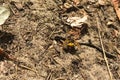 predatory single wasp attacked a bee. wasp predator