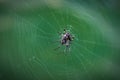 Predatory spider in the middle of the web Royalty Free Stock Photo