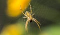 Predatory spiders Royalty Free Stock Photo