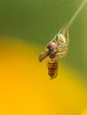 Predatory spiders Royalty Free Stock Photo