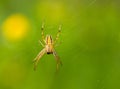 Predatory spiders Royalty Free Stock Photo