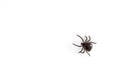 A predatory tick isolated on white background.
