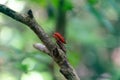 Predatory tropical bedbugs in Sri Lanka