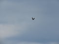 Predatory wild bird in the air and blue heavens Royalty Free Stock Photo