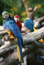 Preening blue & yellow parrot Royalty Free Stock Photo