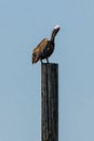 Solitary Brown Pelican preening it`s feathers Royalty Free Stock Photo