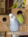 Preening budgies Royalty Free Stock Photo