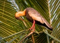 Preening buff-necked ibis sits in green palm tree Royalty Free Stock Photo