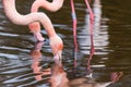 Preening Chilean flamingo pair