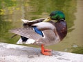 Preening duck