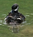 The preening Duck