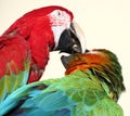 Preening duo Royalty Free Stock Photo