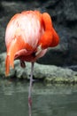 Preening Flamingo Royalty Free Stock Photo