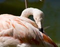 Preening flamingo Royalty Free Stock Photo