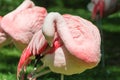 Preening Flamingo Royalty Free Stock Photo