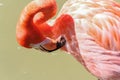 Preening Flamingo Royalty Free Stock Photo