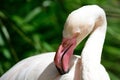 Preening flamingo Royalty Free Stock Photo